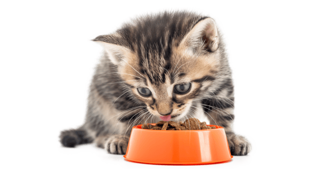 Cat sits on the Windowsill and eats Dry Food. Tabby Kitten eating from orange Bowl isolated on a transparent background png
