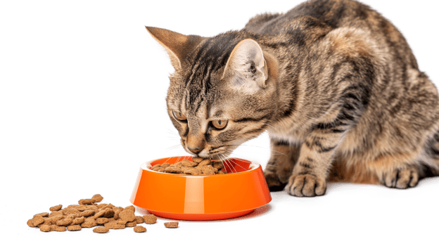 Cat sits on the Windowsill and eats Dry Food. Tabby Kitten eating from orange Bowl isolated on a transparent background png