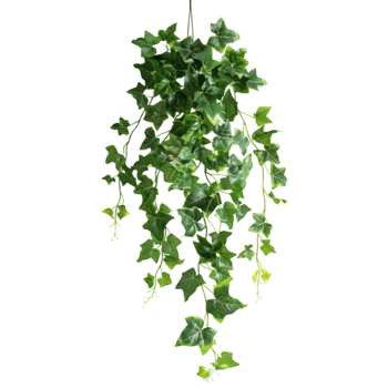 Hanging ivy plant isolated on a transparent background png