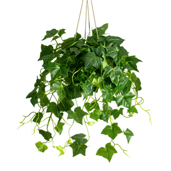 Hanging ivy plant isolated on a transparent background png