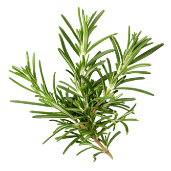 Fresh rosemary sprig isolated on a transparent background png