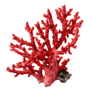 Red coral branch isolated on a transparent background png