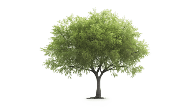 Green tree isolated on a transparent background png