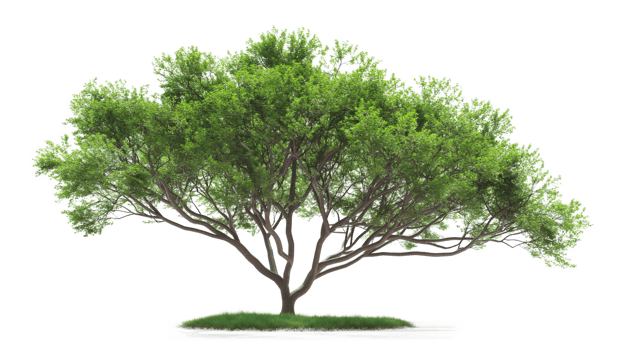Green tree isolated on a transparent background png