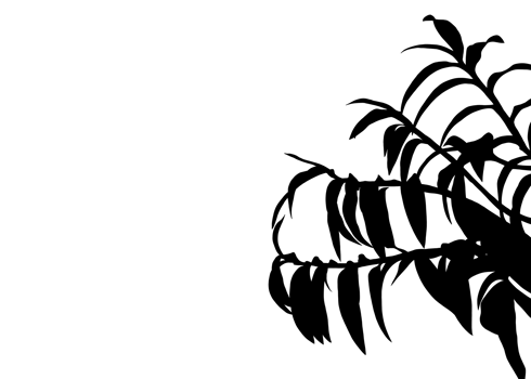 A black silhouette of a orchid tree branch with leaves shadows is isolated against background, giving it a tropical and natural look. png