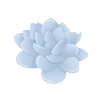 Blue and silver Echeveria succulent without pot vector