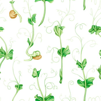 Seamless pattern with steam of micro-green peas. Young seed seedlings, farming vegetable, horticulture and cultivation. Legumes for gardening, ingredients for cooking. Digital isolated illustration png