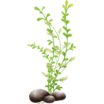 Crystal Water Goldfish png