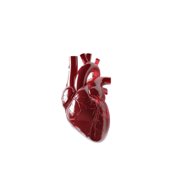 Realistic 3D Rendering of Human Heart on Transparent background AI-Generative png