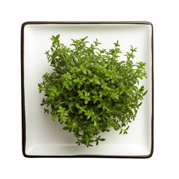 Thyme with Transparent Background png