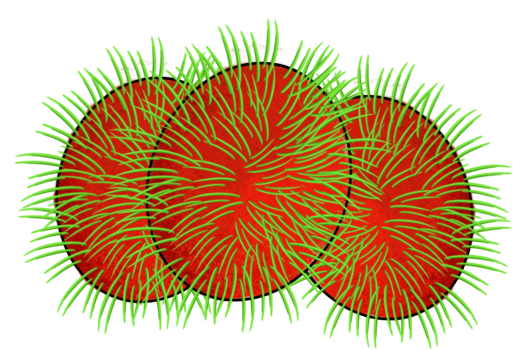 The rambutan apple drawing image png