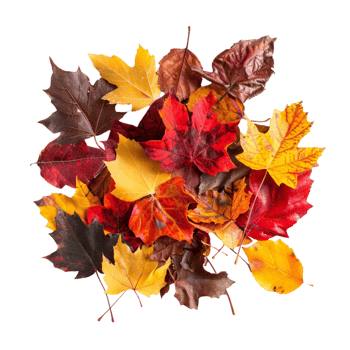 colorful autumn leaves png