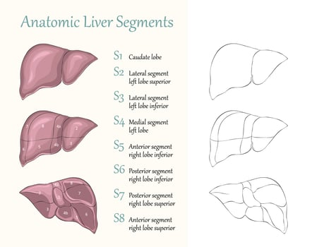 Anatomic liver segments flat illustration vector