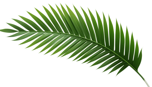 Single green palm leaf, isolated on black background. Tropical foliage for design and decoration. png