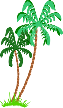 coconut tree transparent background. palm tree clipart png