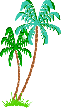 coconut tree transparent background. palm tree clipart png