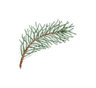 Fir branch with green needles watercolor illustration. Forest plants for winter and Christmas decor. Isolated from the background. Pine, fir, larch, juniper, thuja, larch, conifer. png