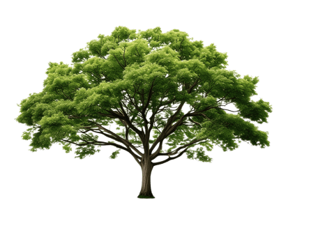 tree clipart tree clipart on Isolated Transparent Background png