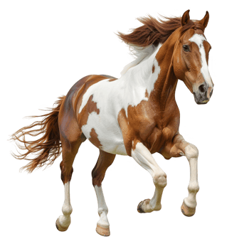 Beautiful brown and white horse running transparent background png