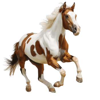 Beautiful brown and white horse running transparent background png