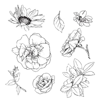 roses flowers and leaves hand draw vector