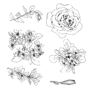 roses flowers and leaves hand draw vector