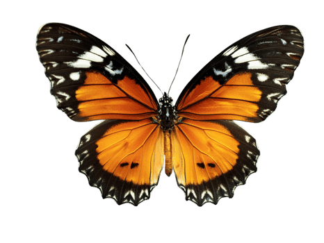 butterfly on Isolated Transparent Background png