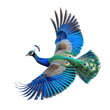 a kingfisher bird is sitting on a branch on transparent background png