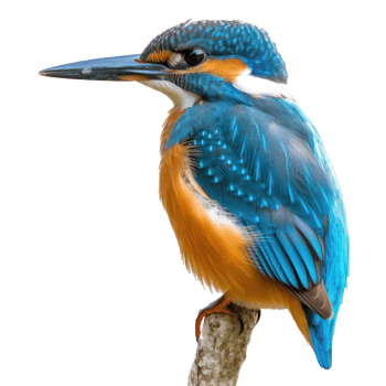 a kingfisher bird is sitting on a branch on transparent background png