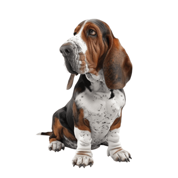 Cute Hound Dog with Black and White Coat Standing on All Fours on Transparent background AI-Generative png