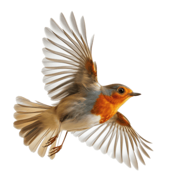 a colorful parrot flying in the air on transparent background png
