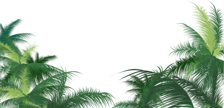 A lush green palm tree on a transparent background png
