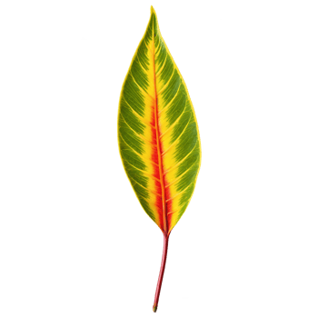 Croton leaf elongated oval leaf with multicolored variegation in shades of green yellow and red png