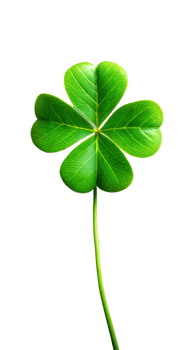 Four Leaf Clover Plant Isolated On Transparent Background png