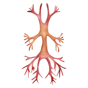 Watercolor Detailed Bronchial Tree Illustration for Medical Education png
