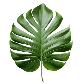 tropical leaf isolated on transparent background png