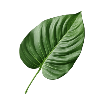 tropical leaf isolated on transparent background png
