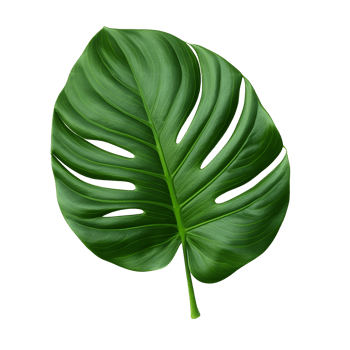 tropical leaf isolated on transparent background png