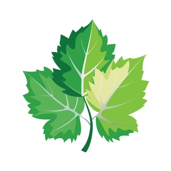 Realistic Beautiful Leaves Illustration vector