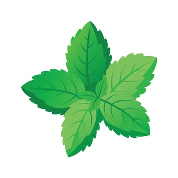 Realistic Beautiful Leaves Illustration vector