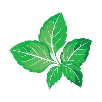 Realistic Beautiful Leaves Illustration vector