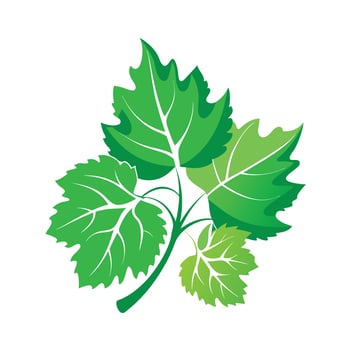 Realistic Beautiful Leaves Illustration vector