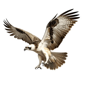 eagle flying isolated on transparent background png