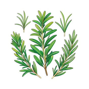 Realistic Beautiful Herbs Illustration vector