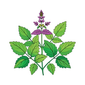 Realistic Beautiful Herbs Illustration vector