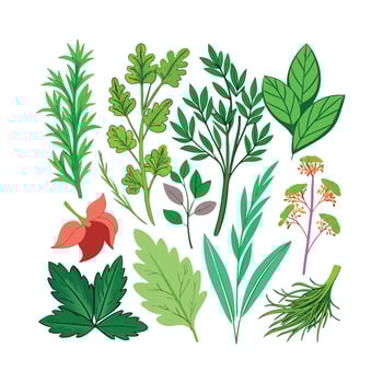 Realistic Beautiful Herbs Illustration vector