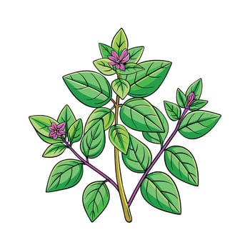 Realistic Beautiful Herbs Illustration vector