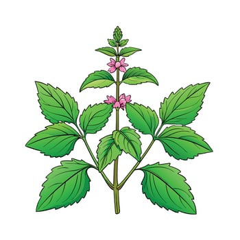 Realistic Beautiful Herbs Illustration vector