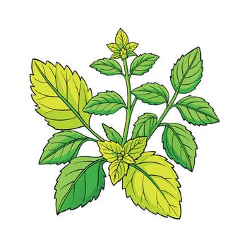 Realistic Beautiful Herbs Illustration vector