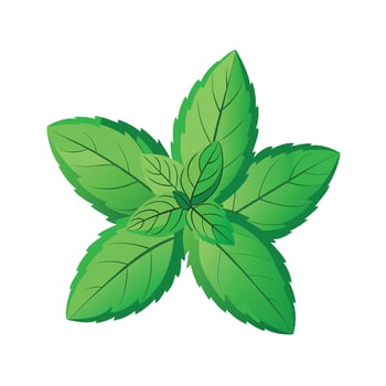 Realistic Beautiful Herbs Illustration vector